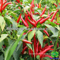 F1 Hybrid Sichuan Hot Pepper seeds /Chilli seeds